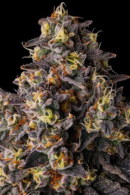 Khumamotoz Feminized Seeds-COM-KHUM-FEM