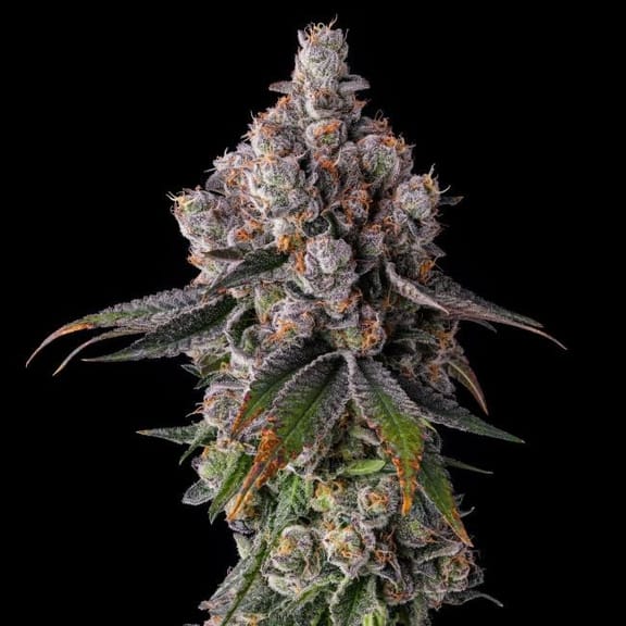 90 Proof Feminized Seeds-COM-90PR-FEM