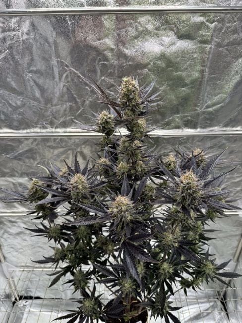 Guava RF3 Auto Feminised Seeds-FB-GUAVRF3-AUTO-FEM