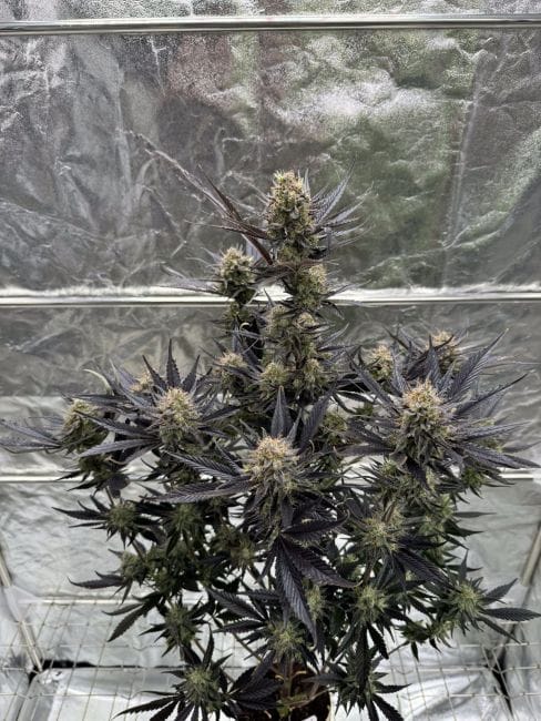 Guava RF3 Auto Feminisiert Saatgut-FB-GUAVRF3-AUTO-FEM
