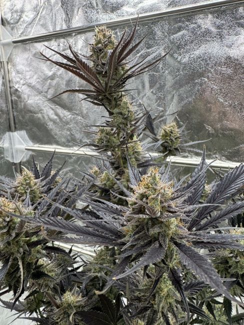 Guava RF3 Auto Feminisiert Saatgut-FB-GUAVRF3-AUTO-FEM