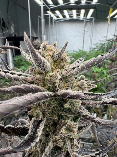 Guava RF3 Auto Feminised Seeds-FB-GUAVRF3-AUTO-FEM