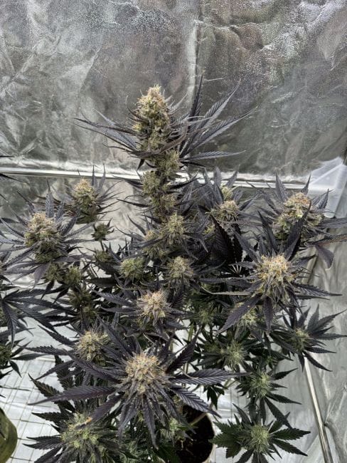 Guava RF3 Auto Feminised Seeds-FB-GUAVRF3-AUTO-FEM