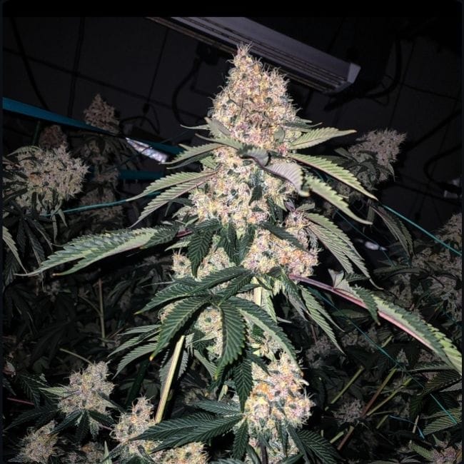 Lemon Whhip Haze IBL Feminized Seeds-ETHO-LEWHIBL-FEM