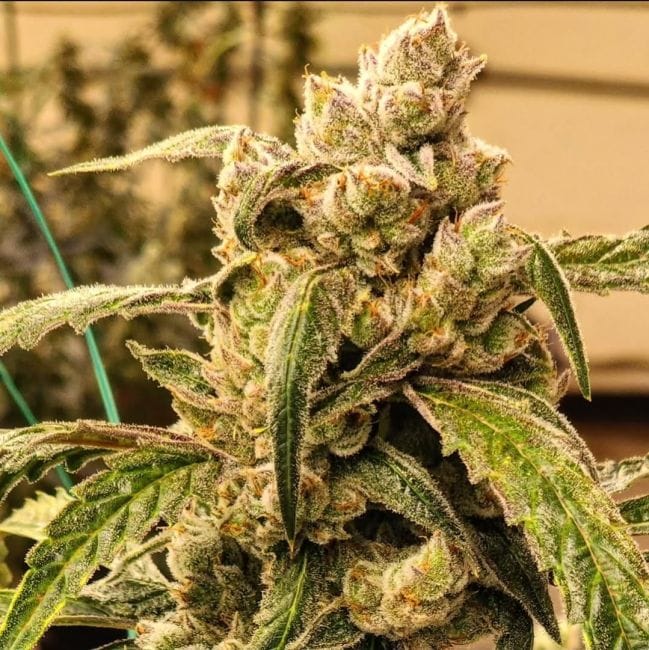 Banana Jealousy IBL Auto Feminized Seeds-ETHO-BAJEIBL-AUTO-FEM