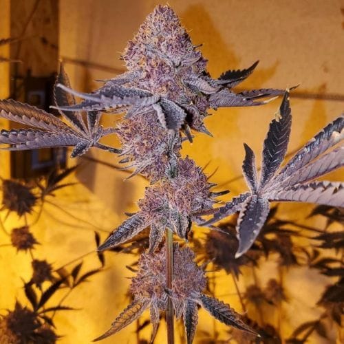 Tropicana Cherry Clones-SMAN-CL-BCC-TRCH