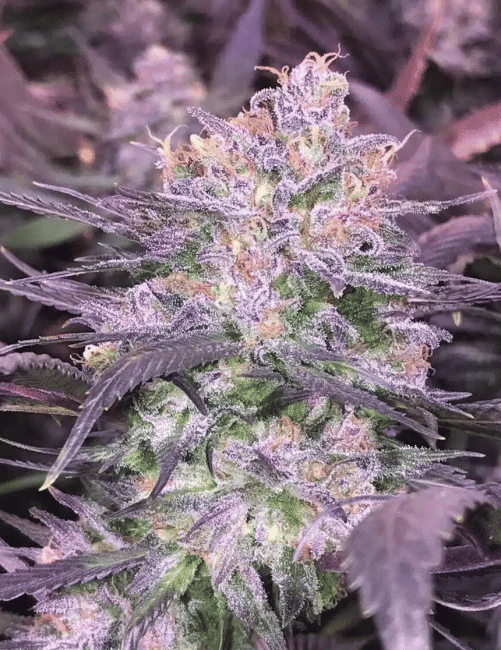 Purple Diesel Clones-SMAN-CL-BCC-PUDI