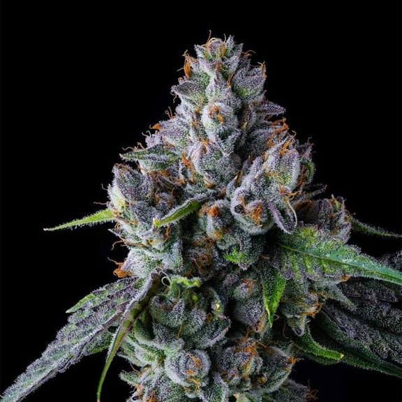 Jokerz 31 Clones-SMAN-CL-BCC-JO31