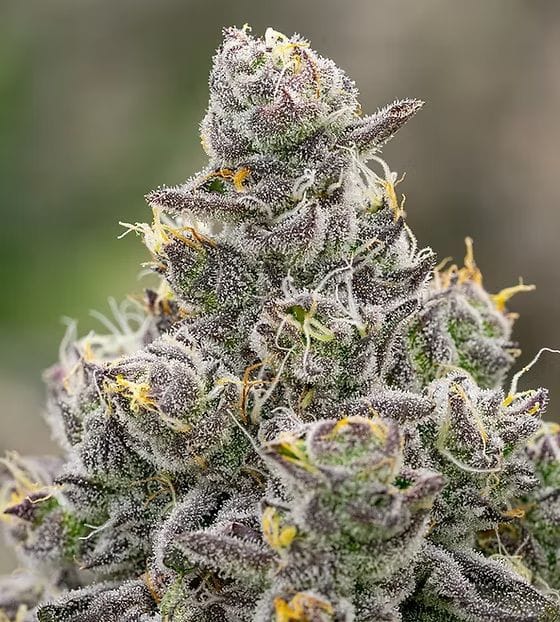 Grapes & Cream Clones-SMAN-CL-BCC-GRCR