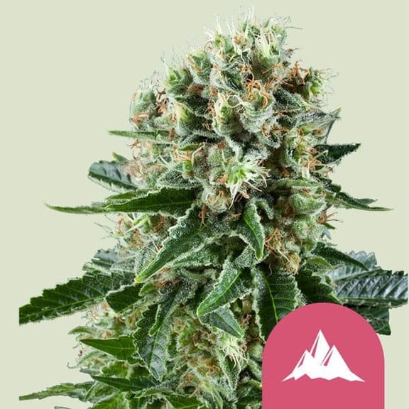 Critical Kush Feminisiert Saatgut-RQS-CRKSH-FEM