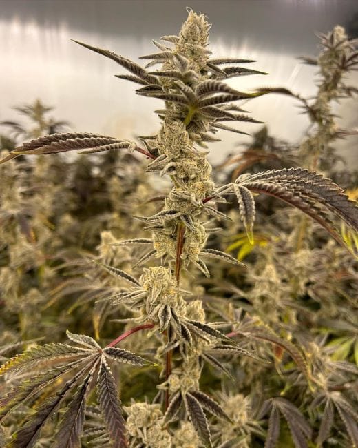 Candy Crack Clones-SMAN-CL-BCC-CACR