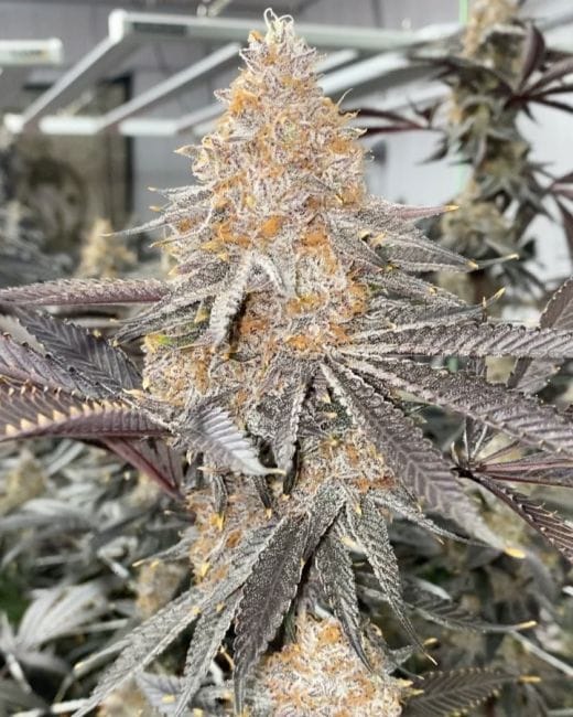 Super Boof Clones-SMAN-CL-CTH-SUBO