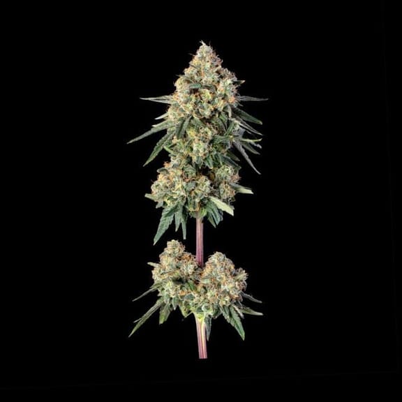 Permanent Haze Feminised Seeds-HAVG-PEHA-FEM