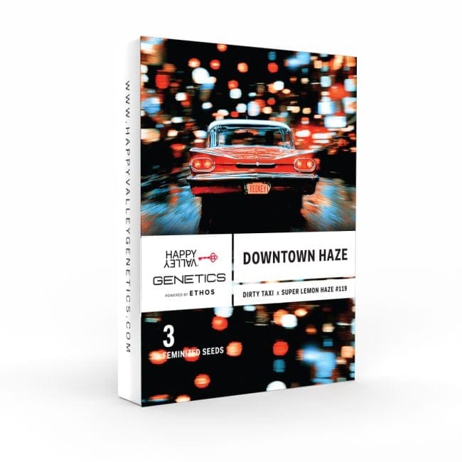 Downtown Haze феминизирани семена-HAVG-DOHA-FEM