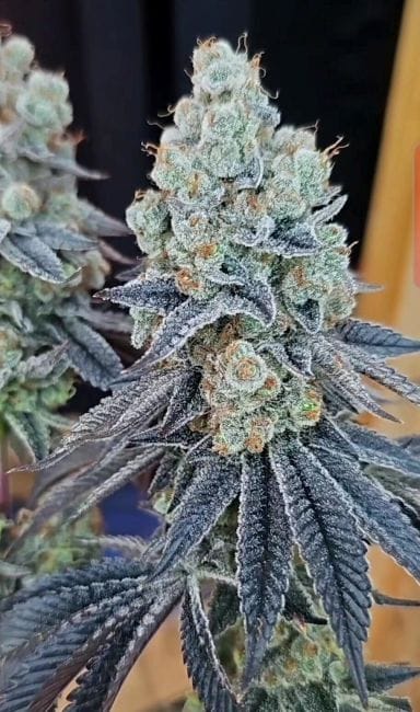 Sugar Cane v3 Feminized Seeds-IHG-SUCAV3-FEM