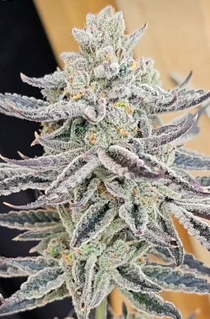 Platinum Zushi Feminized Seeds-IHG-PLZU-FEM