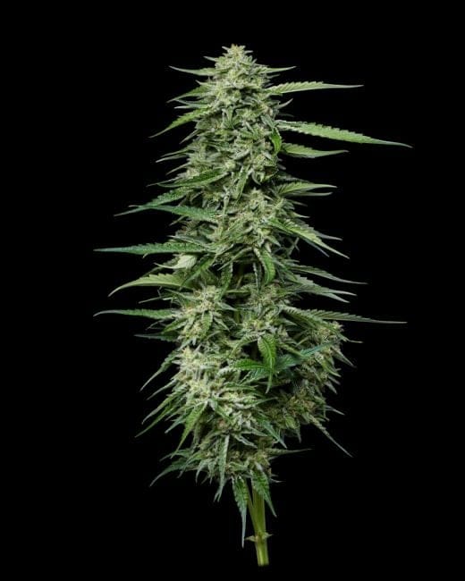 Blueberry Honey Feminised Seeds-HUMB-BLHO-FEM