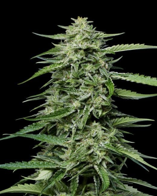 Blueberry Honey Feminised Seeds-HUMB-BLHO-FEM