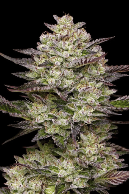 Puff Pastry Feminized Seeds-HUMB-PUPA-FEM