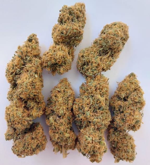 Magic Carrot Feminised Seeds-ACE-MACA-FEM