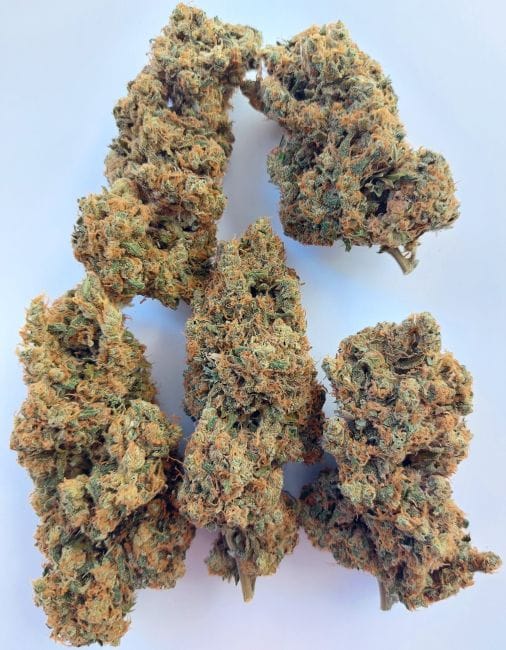 Brume of Incense Ltd Edition Feminised Seeds-ACE-BROI-FEM