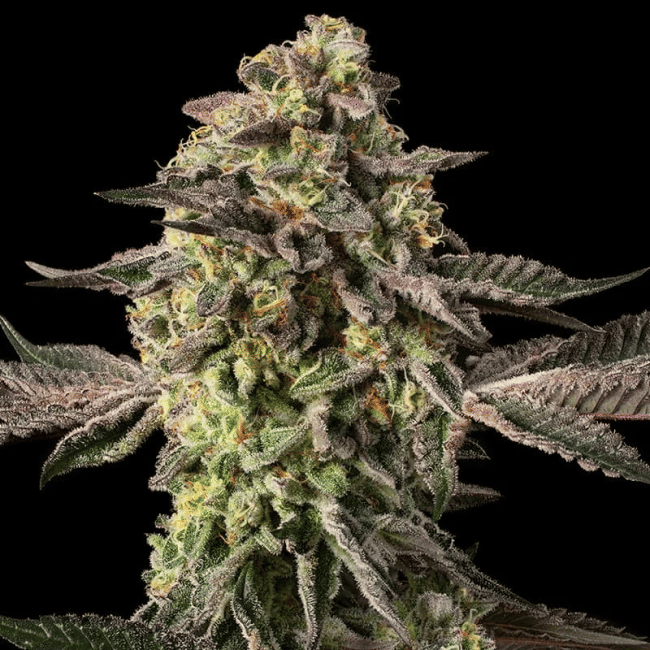 Sugar Rock by Cookies Feminisiert Saatgut-SIL-SURO-FEM
