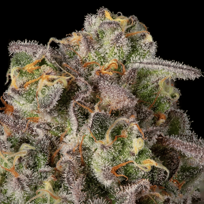 Sugar Rock by Cookies Feminisiert Saatgut-SIL-SURO-FEM