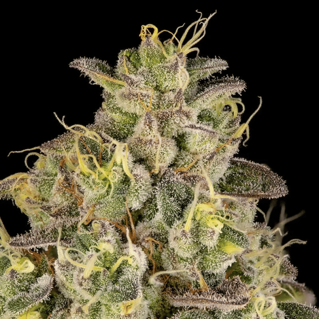 Peach Cake by Cookies Feminised Seeds-SIL-PECA-FEM