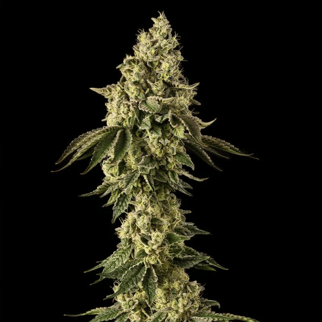 Peach Cake by Cookies Feminised Seeds-SIL-PECA-FEM