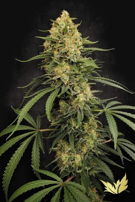 Zesty Bliss Feminised Seeds-PARA-ZEBL-FEM
