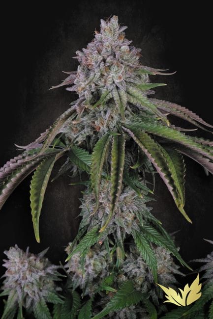Velvet Mist Feminised Seeds-PARA-VEMI-FEM