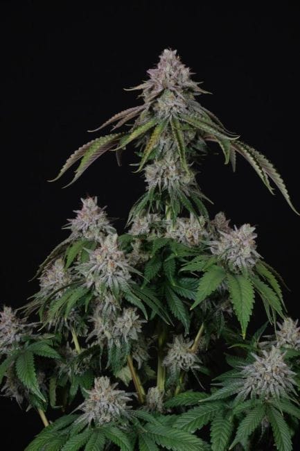 Velvet Mist Feminised Seeds-PARA-VEMI-FEM