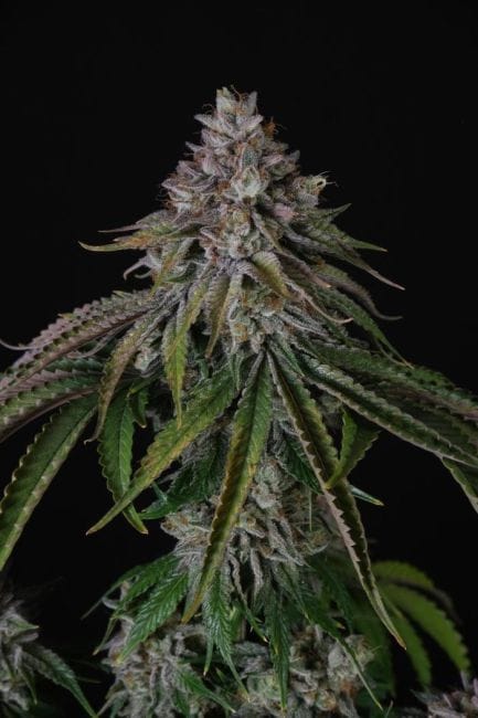 Velvet Mist Feminised Seeds-PARA-VEMI-FEM