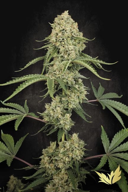 Tropical Fruit Cake Feminised Seeds-PARA-TRFC-FEM