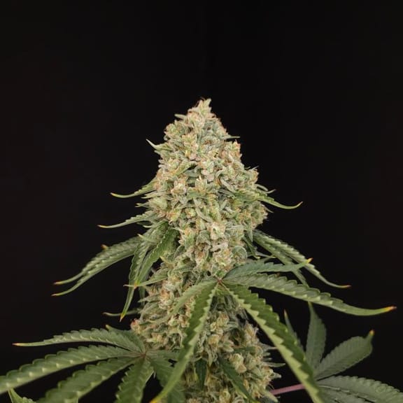 Tropical Fruit Cake Feminised Seeds-PARA-TRFC-FEM
