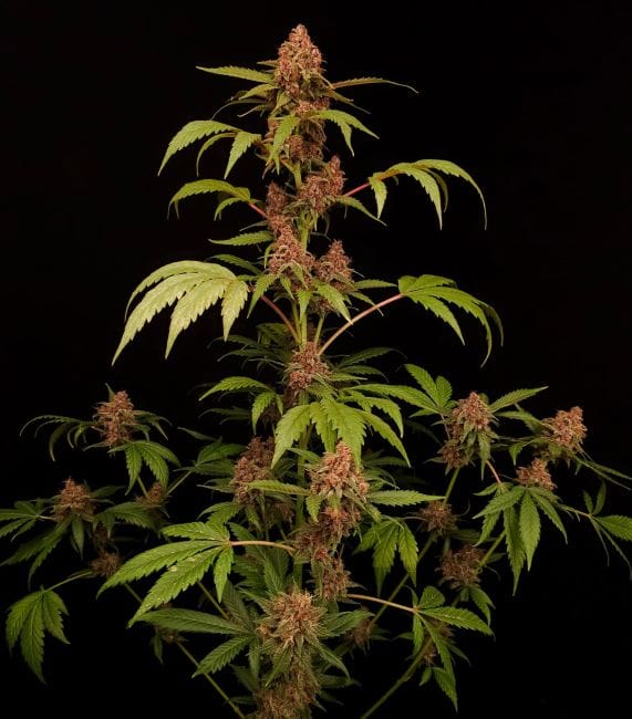 Banana Purple Auto Feminised Seeds-PARA-BAPU-AUTO-FEM