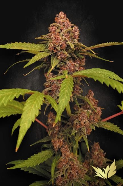 Banana Purple Auto Feminised Seeds-PARA-BAPU-AUTO-FEM