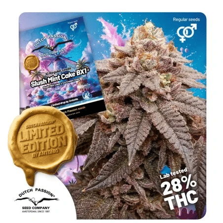 Slush Mint Cake BX1 Regular Seeds -DP-SMCBX1-REG