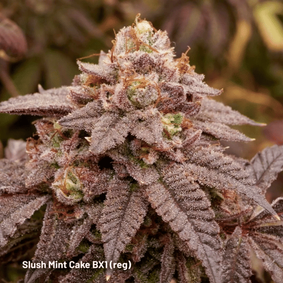 Slush Mint Cake BX1 Regular Seeds -DP-SMCBX1-REG