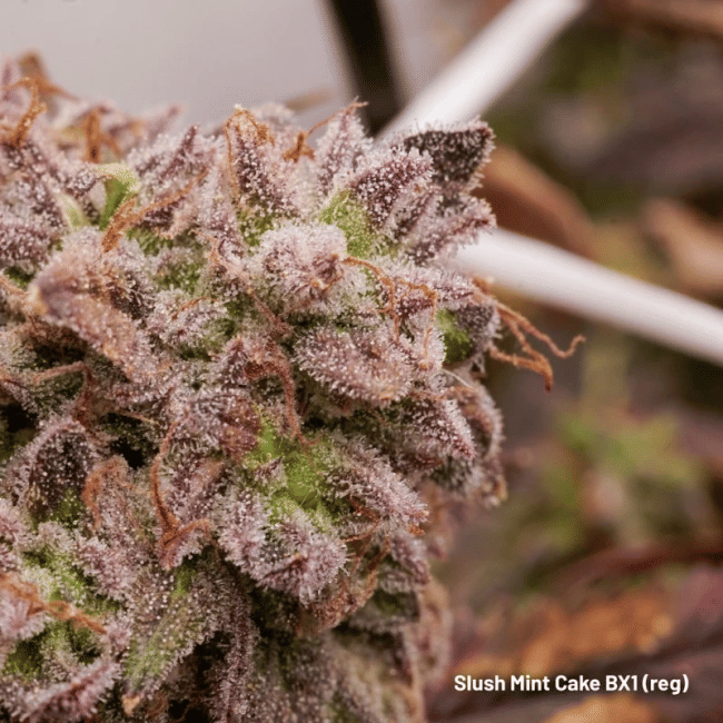 Slush Mint Cake BX1 Régulière Semences -DP-SMCBX1-REG