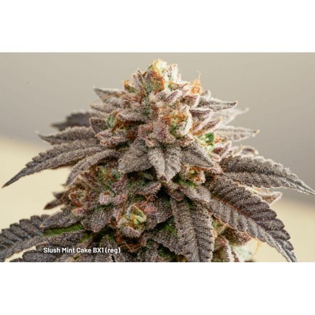 Slush Mint Cake BX1 Regular Seeds -DP-SMCBX1-REG