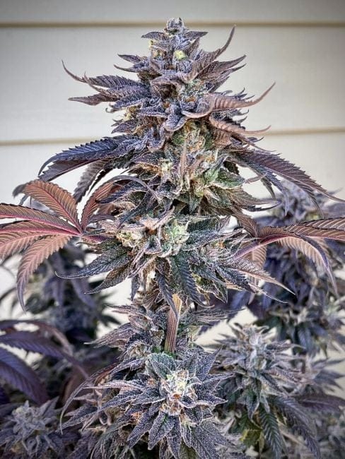 Zodaza Feminized Seeds-UMSC-ZODZ-FEM