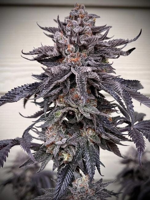 Zodaza Feminized Seeds-UMSC-ZODZ-FEM
