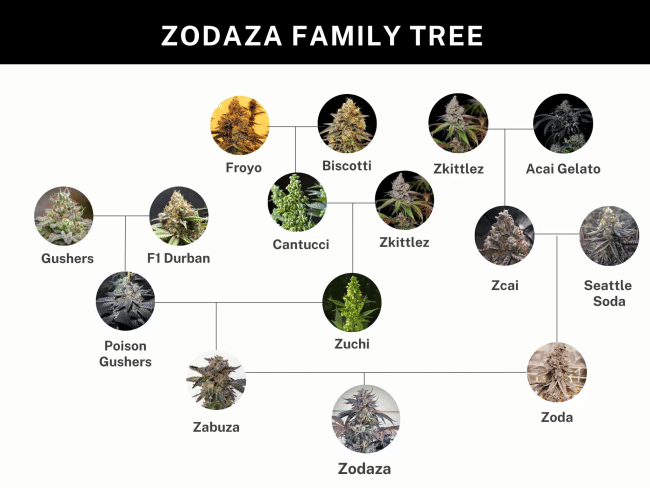 Zodaza Feminized Seeds-UMSC-ZODZ-FEM