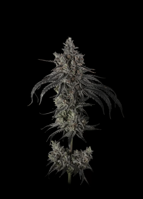 Zoda BX1 Feminized Seeds-UMSC-ZODBX1-FEM