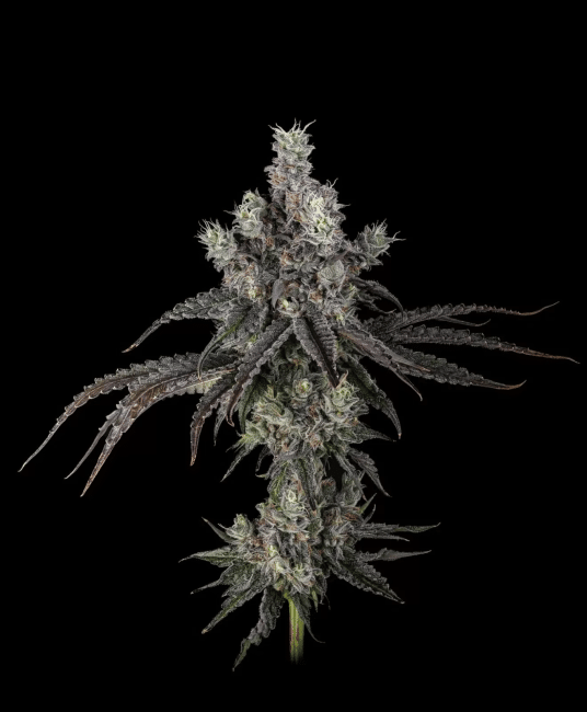 Zoda BX1 Feminized Seeds-UMSC-ZODBX1-FEM