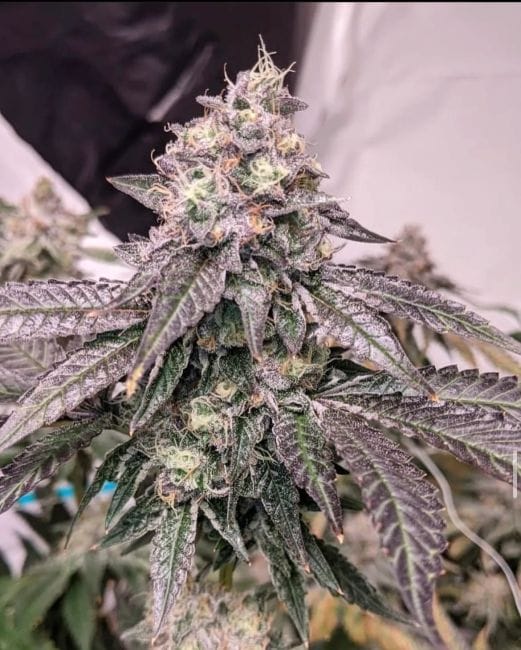 Zeltzer Feminized Seeds-UMSC-ZELT-FEM