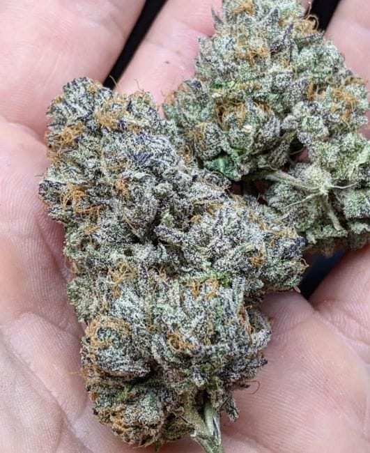 Zeltzer Feminized Seeds-UMSC-ZELT-FEM