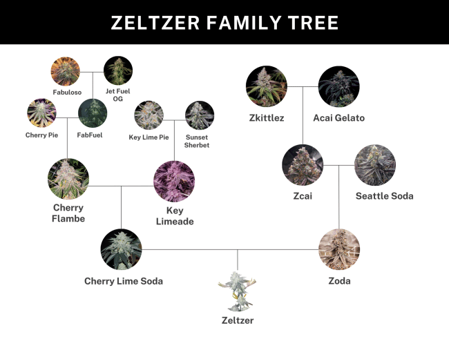 Zeltzer Feminized Seeds-UMSC-ZELT-FEM