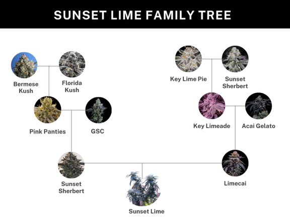 Sunset Limes Feminisiert Samen-UMSC-SULI-FEM
